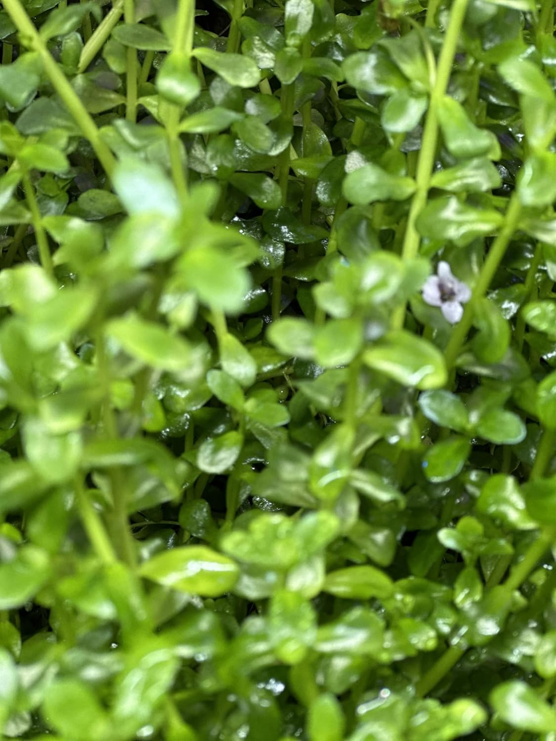 Pearl Weed Freshwater Carpet Live Aquarium Plants Micranthemum Micranthemoides