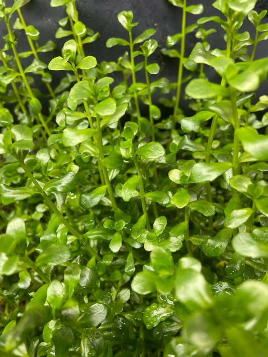 Pearl Weed Freshwater Carpet Live Aquarium Plants Micranthemum Micranthemoides