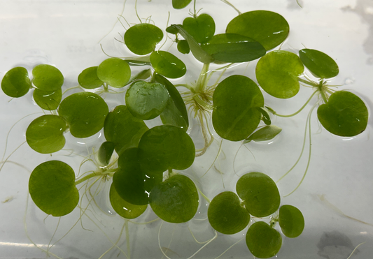 12 Amazon Frogbit (Limnobium laevigatum)