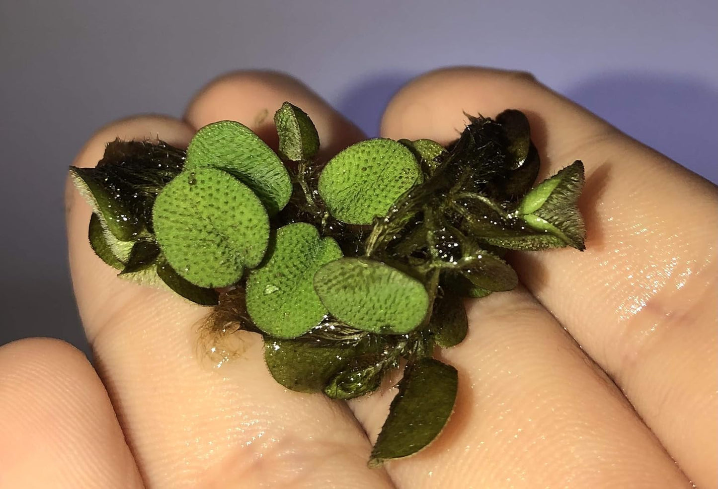 50 Water Spangles (Salvinia Minima)