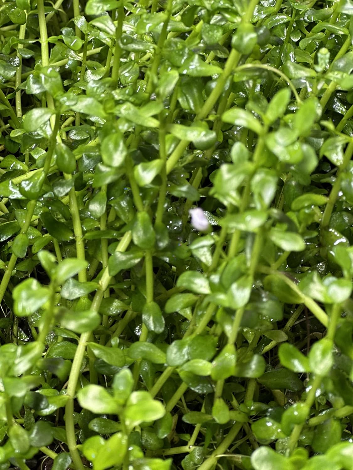 Pearl Weed Freshwater Carpet Live Aquarium Plants Micranthemum Micranthemoides