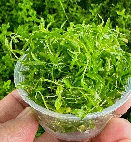 Pearl Weed Freshwater Carpet Live Aquarium Plants Micranthemum Micranthemoides