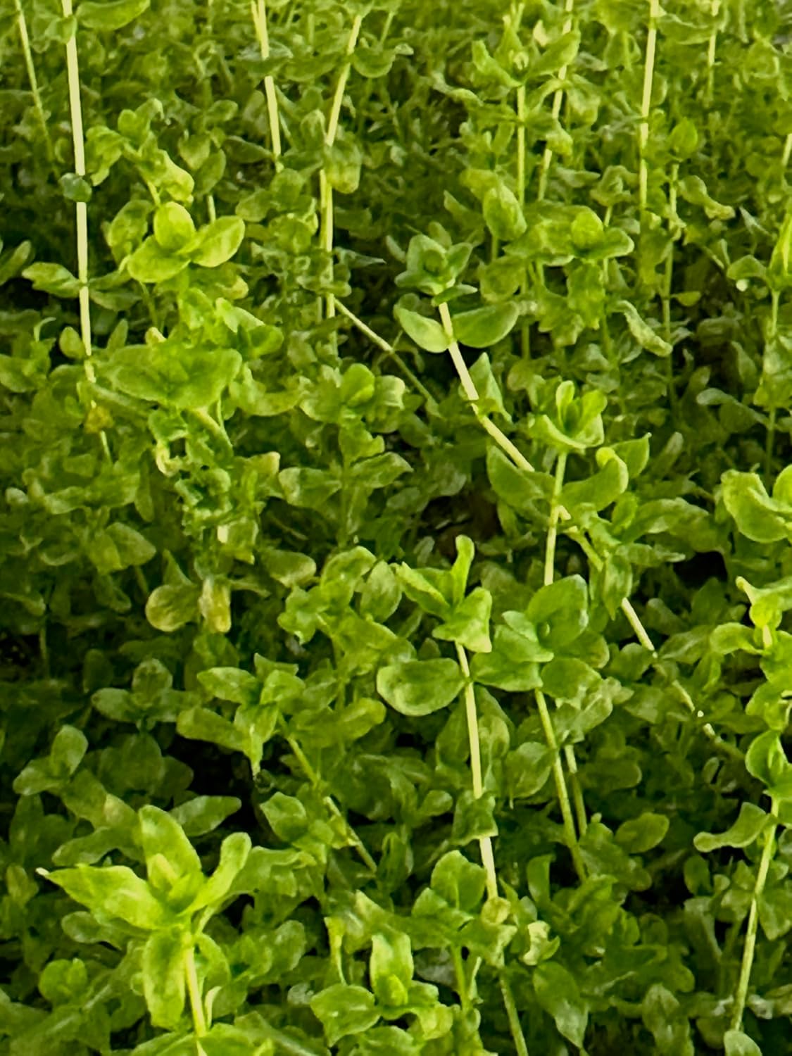 Pearl Weed Freshwater Carpet Live Aquarium Plants Micranthemum Micranthemoides