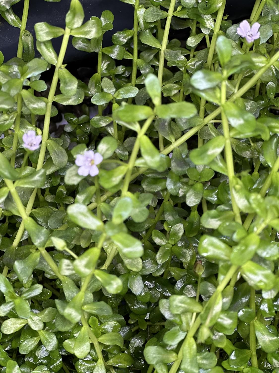 Pearl Weed Freshwater Carpet Live Aquarium Plants Micranthemum Micranthemoides