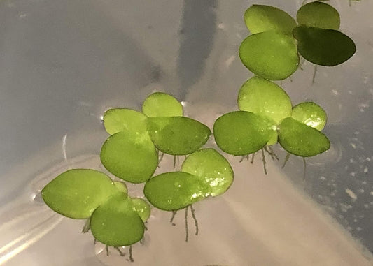 20+ Giant Duckweed (Spirodela polyrhiza)
