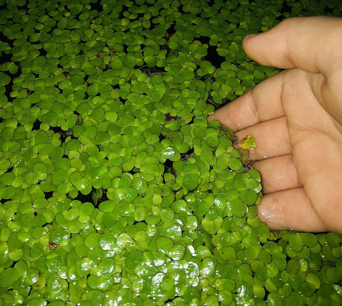 20+ Giant Duckweed (Spirodela polyrhiza)