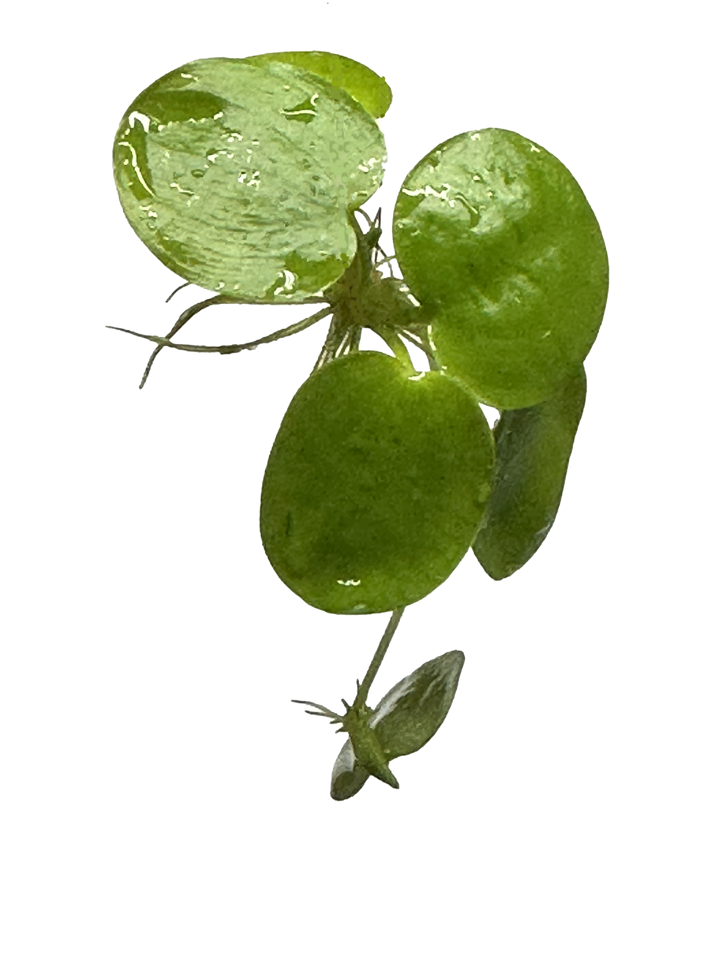 12 Amazon Frogbit (Limnobium laevigatum)