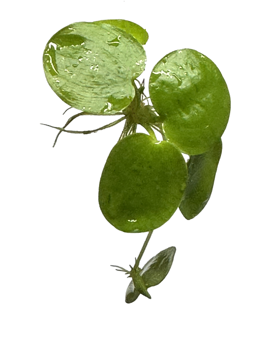 12 Amazon Frogbit (Limnobium laevigatum)