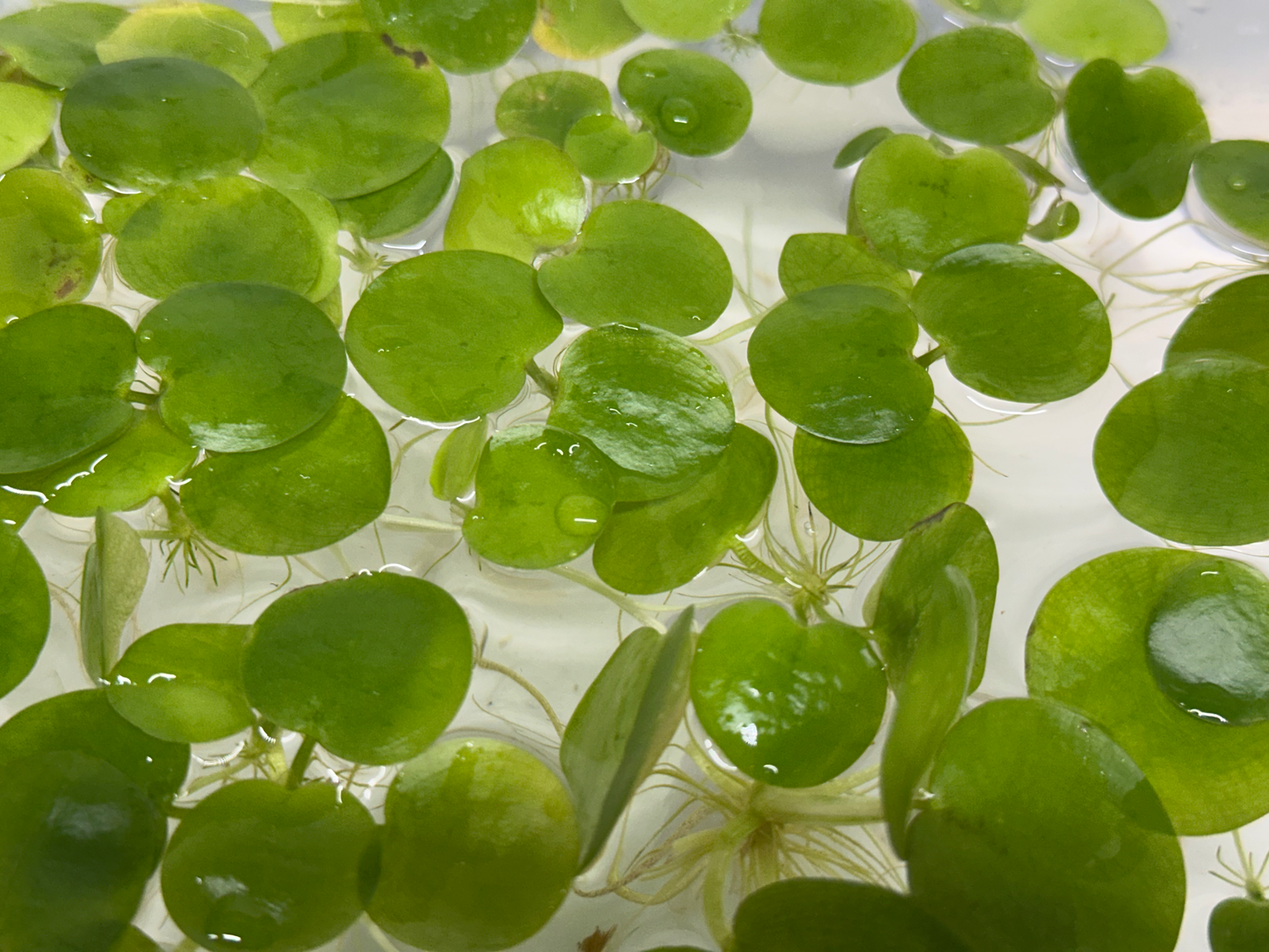 12 Amazon Frogbit (Limnobium laevigatum)