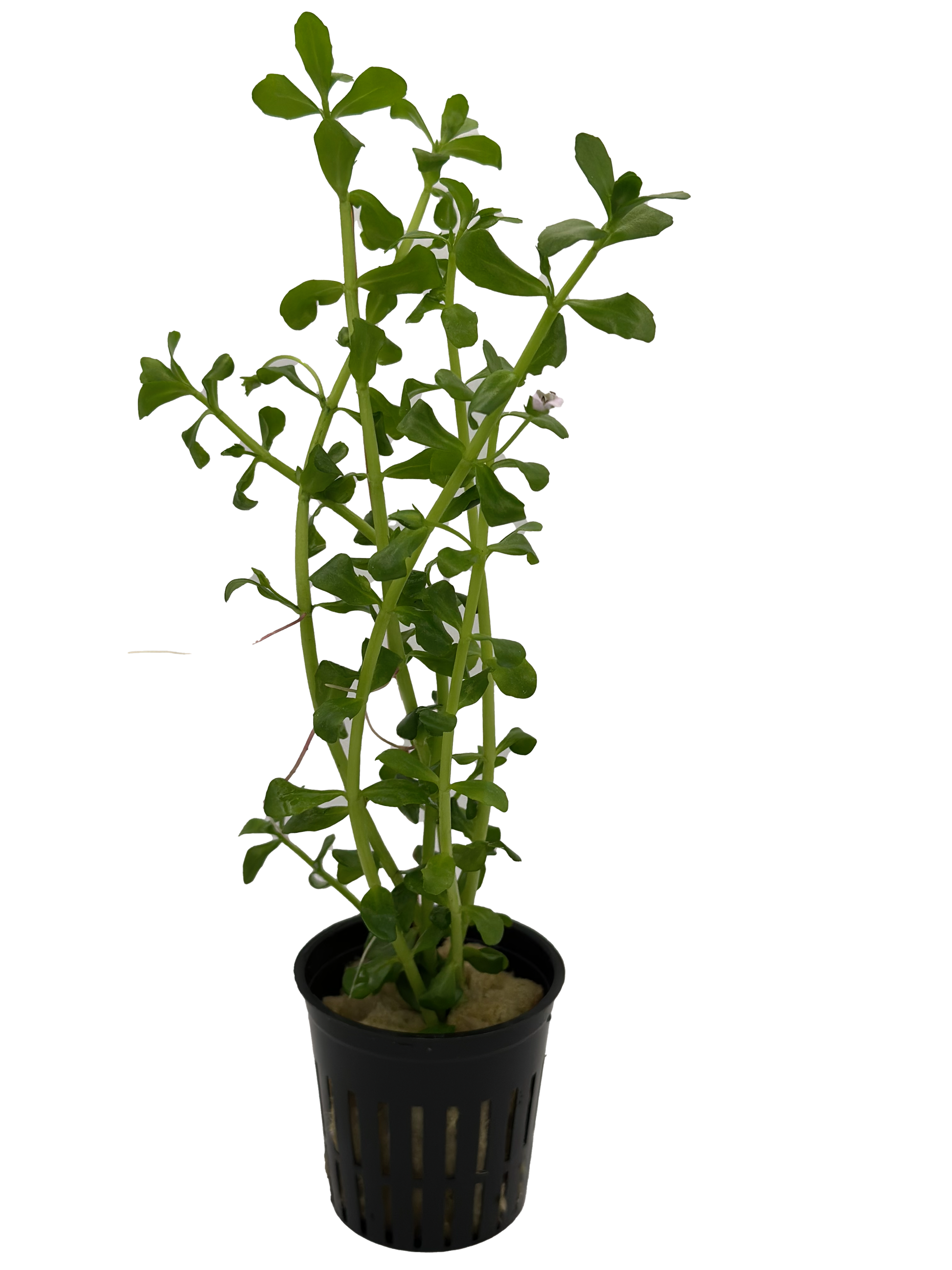 can we put money plant in aquarium Potted Live Aquarium Plants