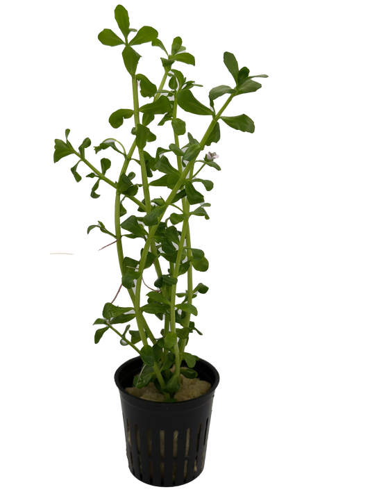 Potted Live Aquarium Plants | Freshwater Aquatic Plants for Aquariums (Moneywort)