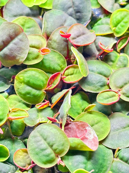30 Red Root Floater (Phyllanthus fluitans)