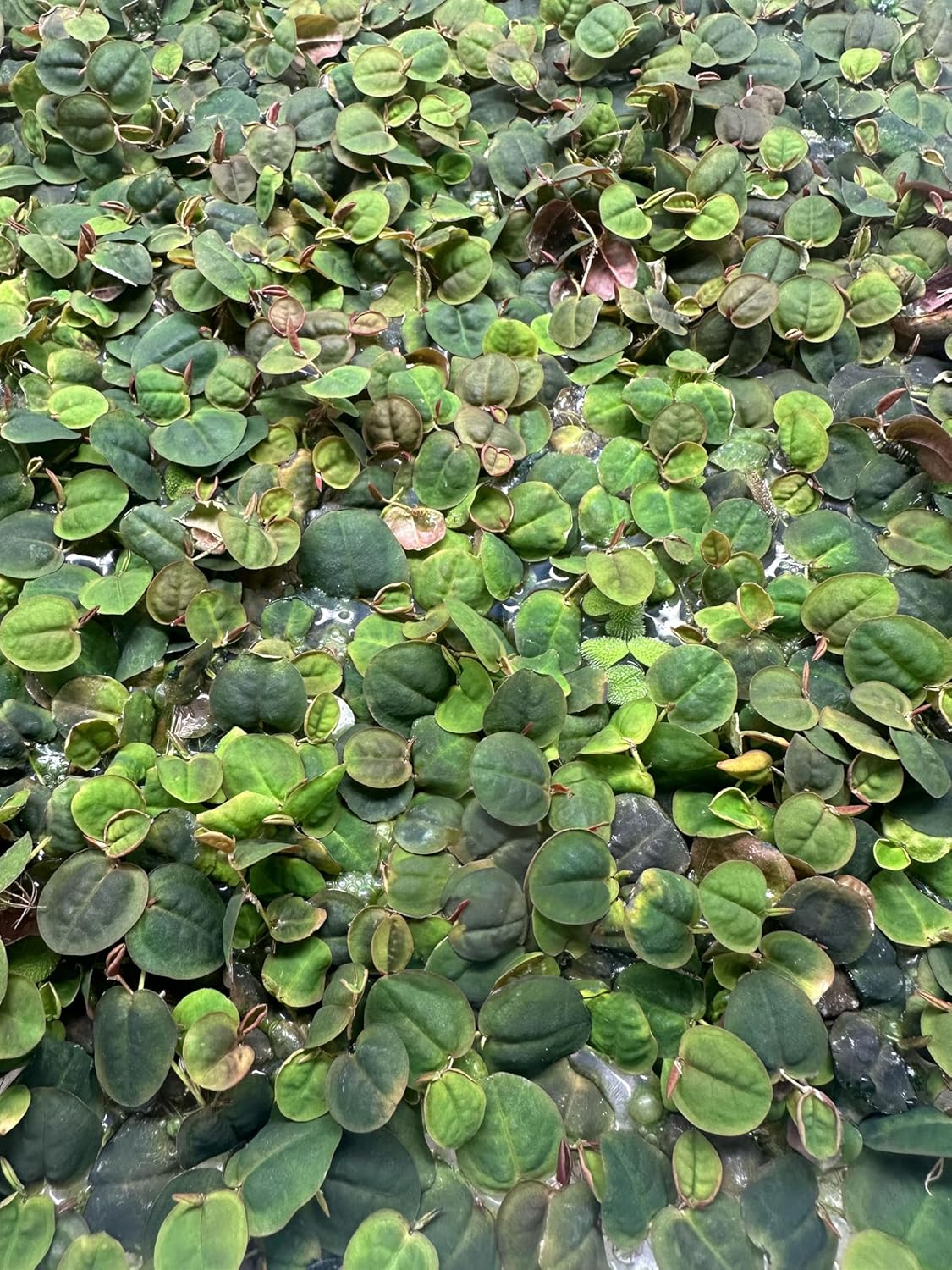 30 Red Root Floater (Phyllanthus fluitans)