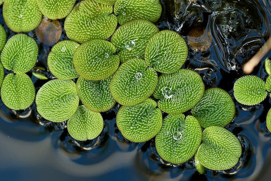 50 Water Spangles (Salvinia Minima)