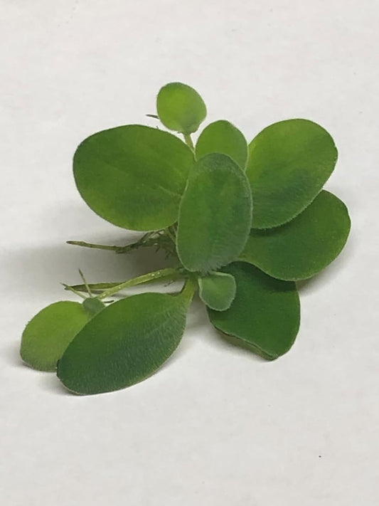 12 Dwarf Water Lettuce (Pistia stratiotes)