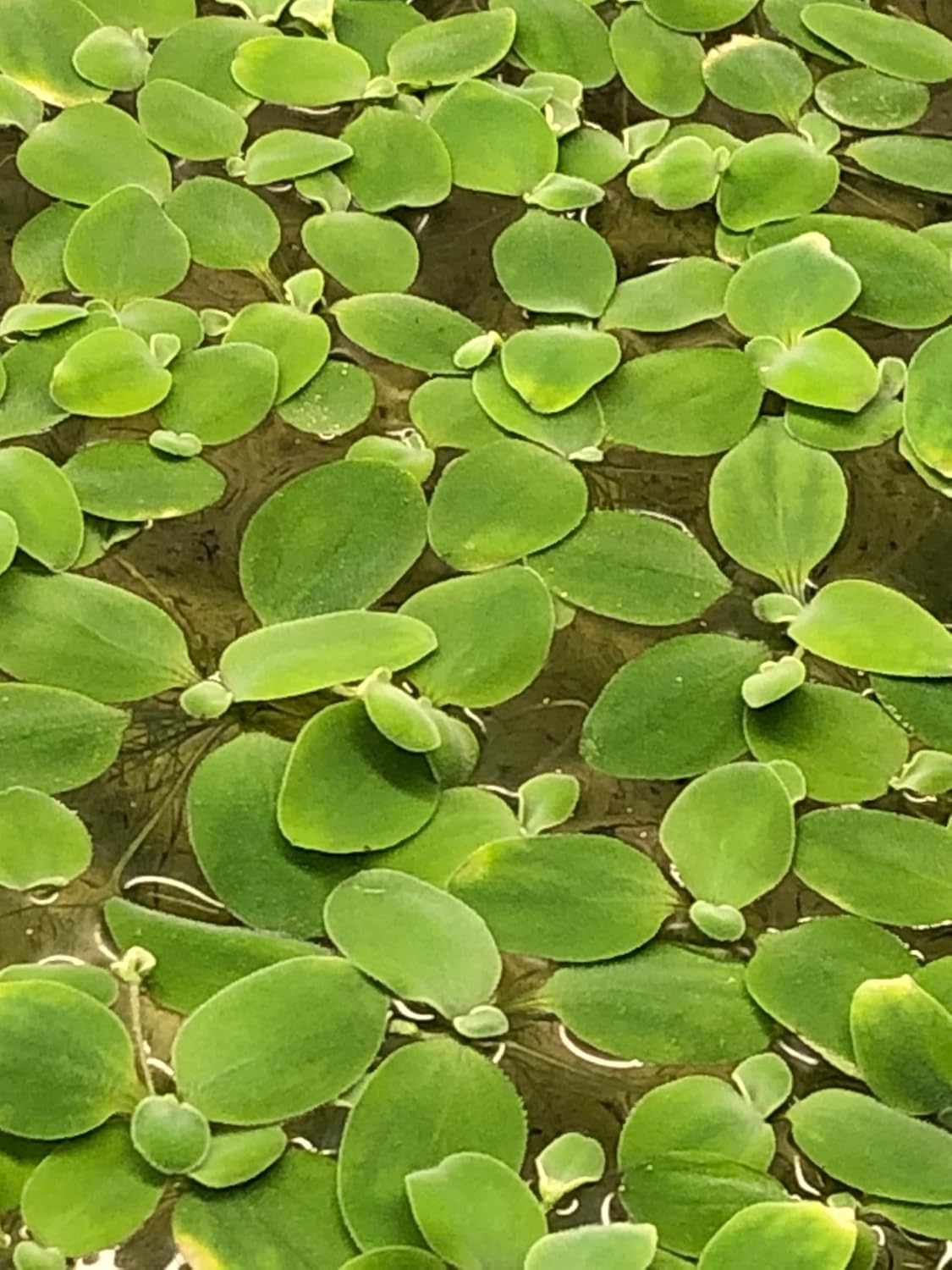 12 Dwarf Water Lettuce (Pistia stratiotes)