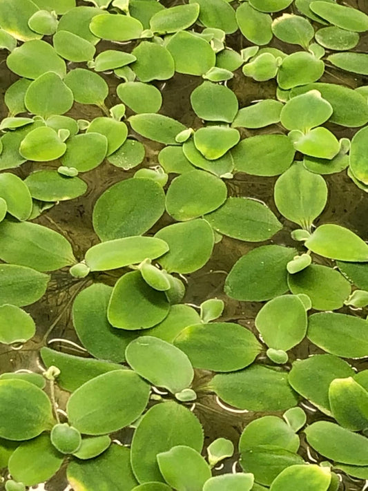 12 Dwarf Water Lettuce (Pistia stratiotes)